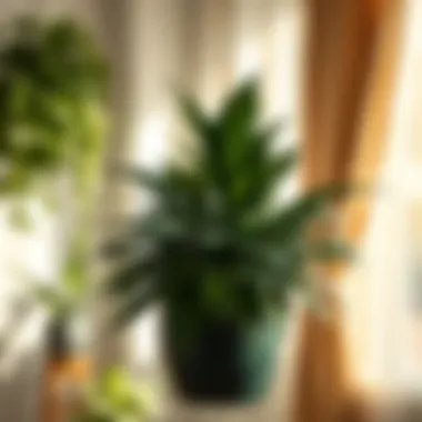 Magnificent Indoor Plants Delivered to Your Door: A Comprehensive Guide Magnificent Indoor Plants Delivered to Your Door: A Comprehensive Guide