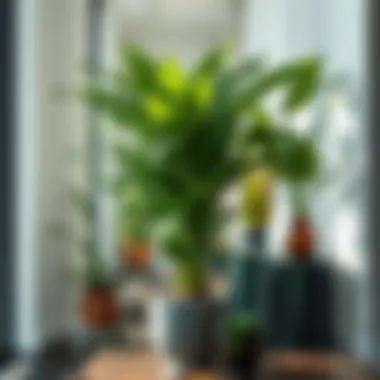 Magnificent The Premier Selection of Indoor Plants Magnificent The Premier Selection of Indoor Plants