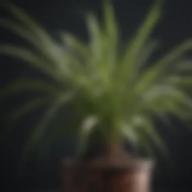 Close-up of a spider plant known for air purification