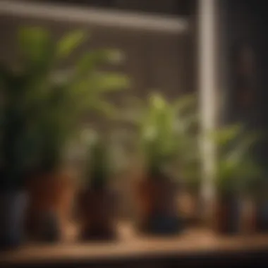 Indoor Plant Setup with Grow Lights A beautifully arranged indoor plant setup under grow lights