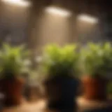 An overview of different types of affordable grow lights for indoor plants