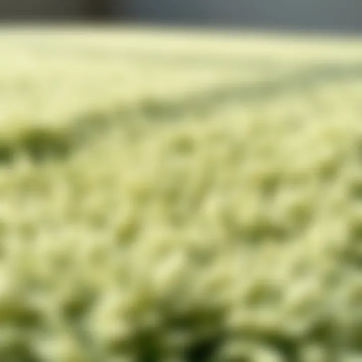 Close-up of textured green bath rug with soft fibers