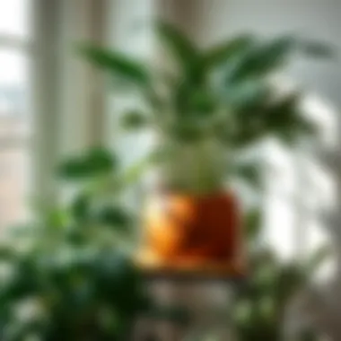 Notable Indoor Plants Delivered to Your Door: A Comprehensive Guide Notable Indoor Plants Delivered to Your Door: A Comprehensive Guide