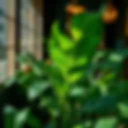The Allure of Exotic Tropical Indoor Plants: A Comprehensive Guide Introduction
