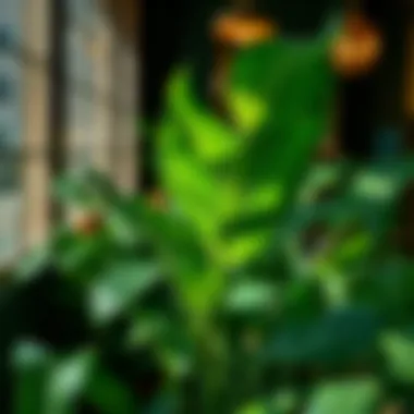 The Allure of Exotic Tropical Indoor Plants: A Comprehensive Guide Introduction The Allure of Exotic Tropical Indoor Plants: A Comprehensive Guide Introduction