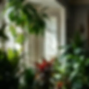 Notable The Premier Selection of Indoor Plants Notable The Premier Selection of Indoor Plants