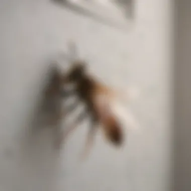 Preventing Hornet Intrusion in Home Preventing hornet intrusion