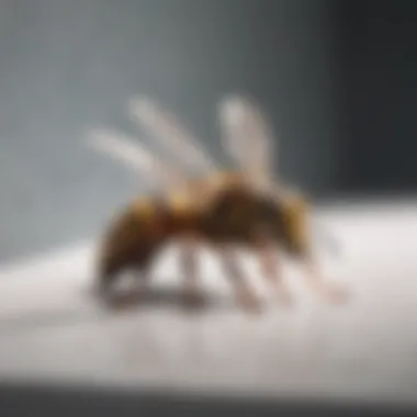 Effective Removal Strategies for Hornets Removing hornets safely