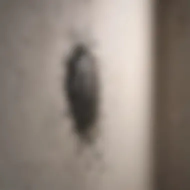 Black Mold on Bathroom Wall Close-up of black mold growth on bathroom wall