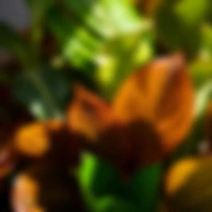 Close-up of vibrant leaves of a popular indoor plant species